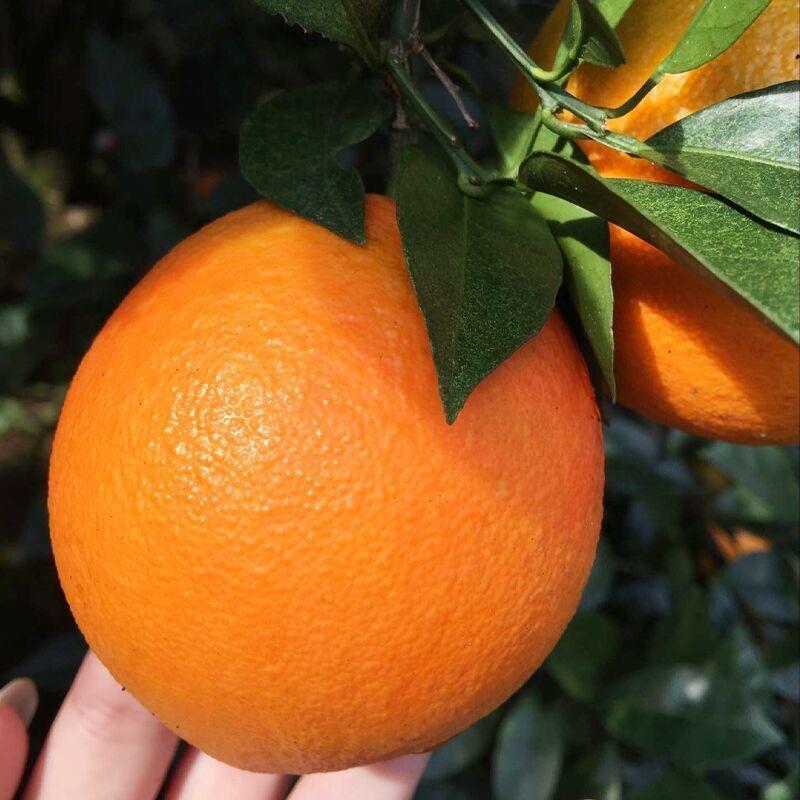 优选奉节脐橙——72-1光头果系列新鲜皮薄现摘现发