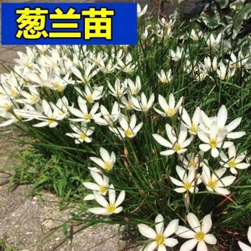 优质葱兰苗代开发票量大优惠成活率高质量保障欢迎来电