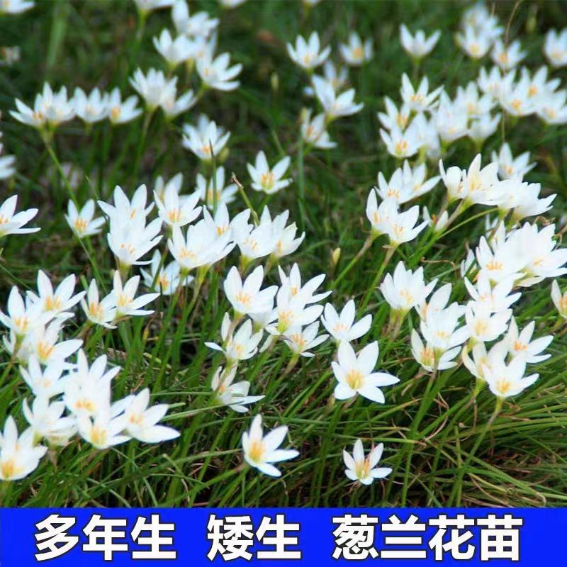 优质葱兰苗代开发票量大优惠成活率高质量保障欢迎来电