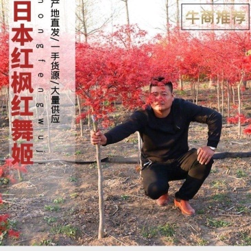红枫苗，日本红枫红舞姬中国红枫，美国红枫，品种枫园欢迎您