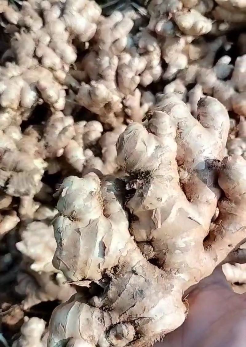 小黄姜！生姜，中姜，大肉姜