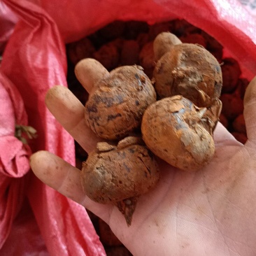 中果，中小果