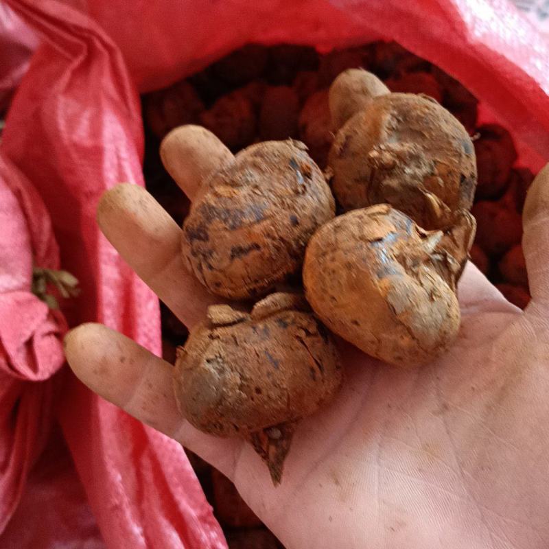 中果，中小果