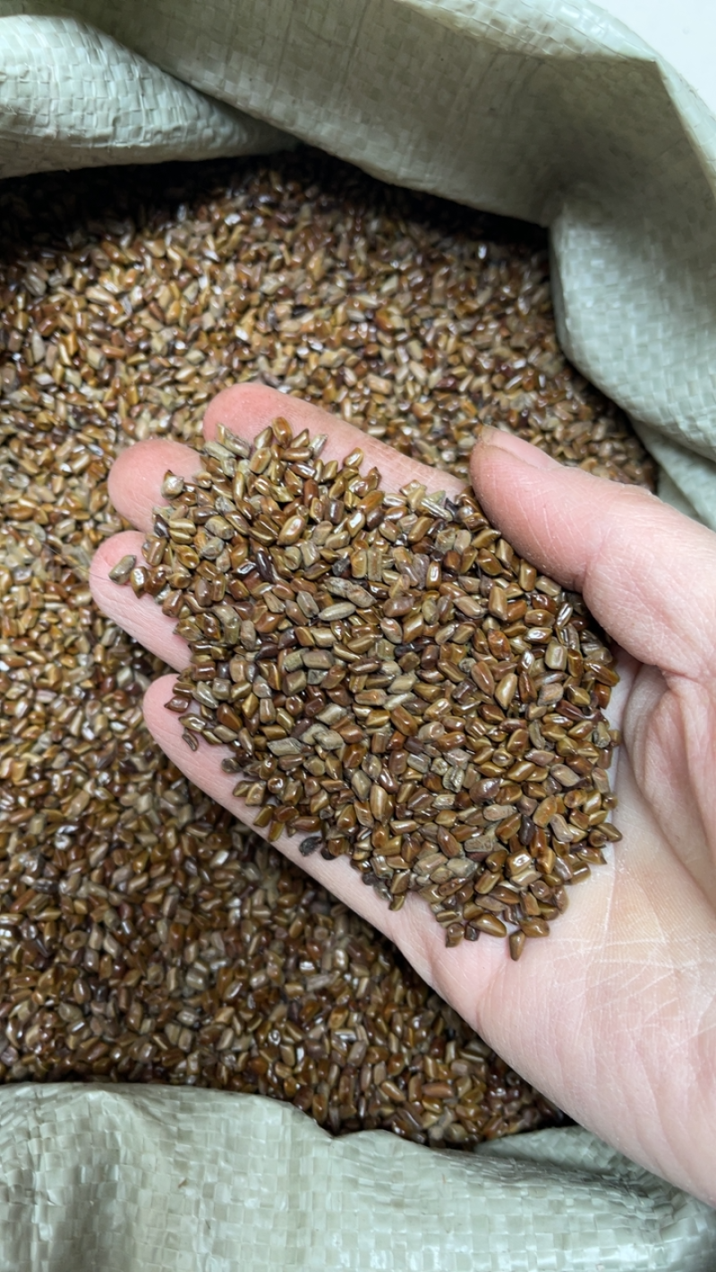 草决明决明子种子纯新批发零售提供种植技术