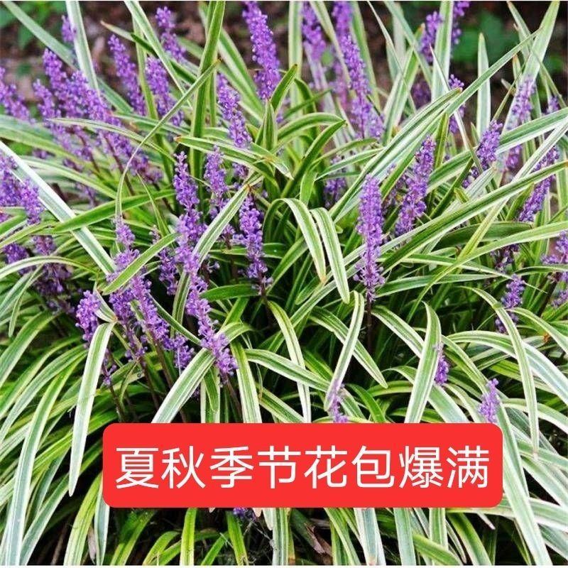 金边麦冬包成活代开发票视频看货诚信为本等您来电