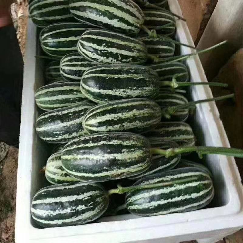 嫁接博洋九甜瓜苗直播苗品质保证苗场直发技术指导
