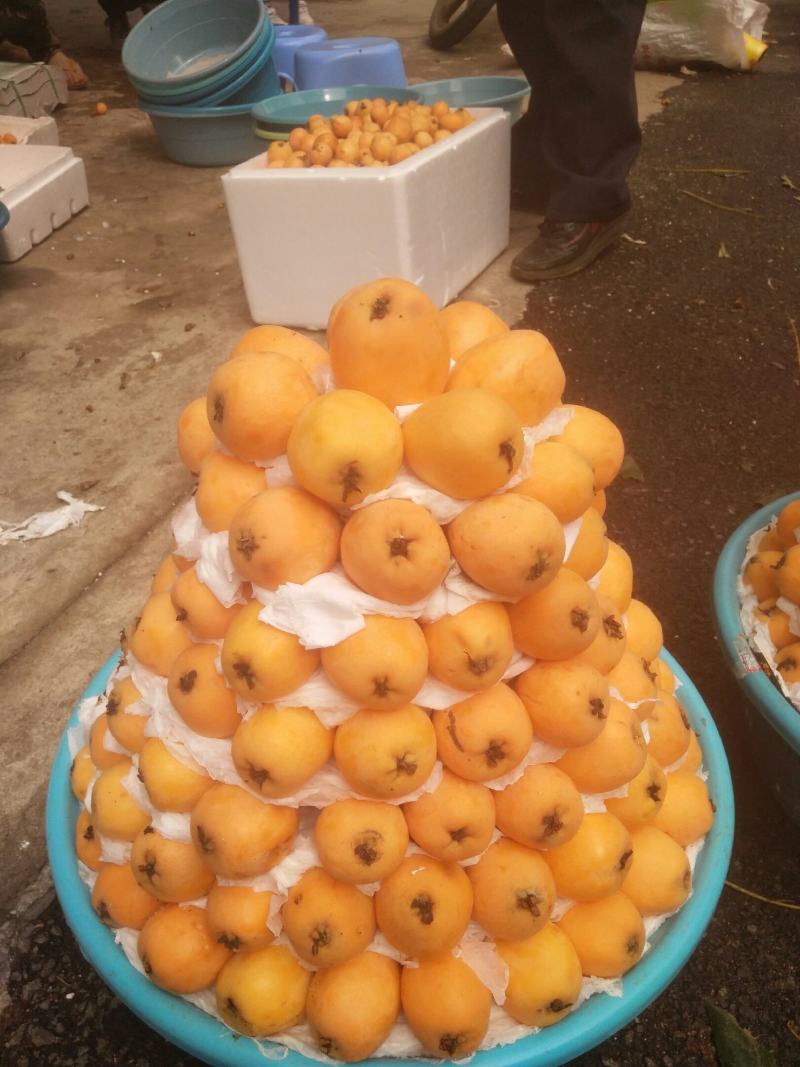 云南省红河州蒙自枇杷