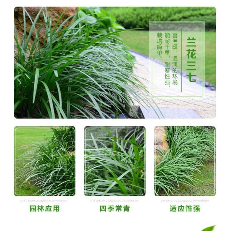 兰花三七苗质量保证视频看货诚信为本量大从优欢迎来电合作