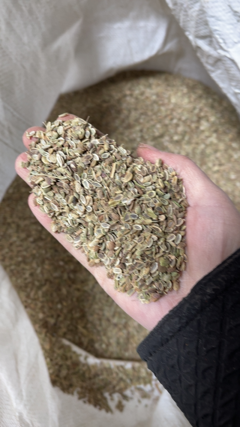 防风种子，大量供应，价格优惠，欢迎老板选购