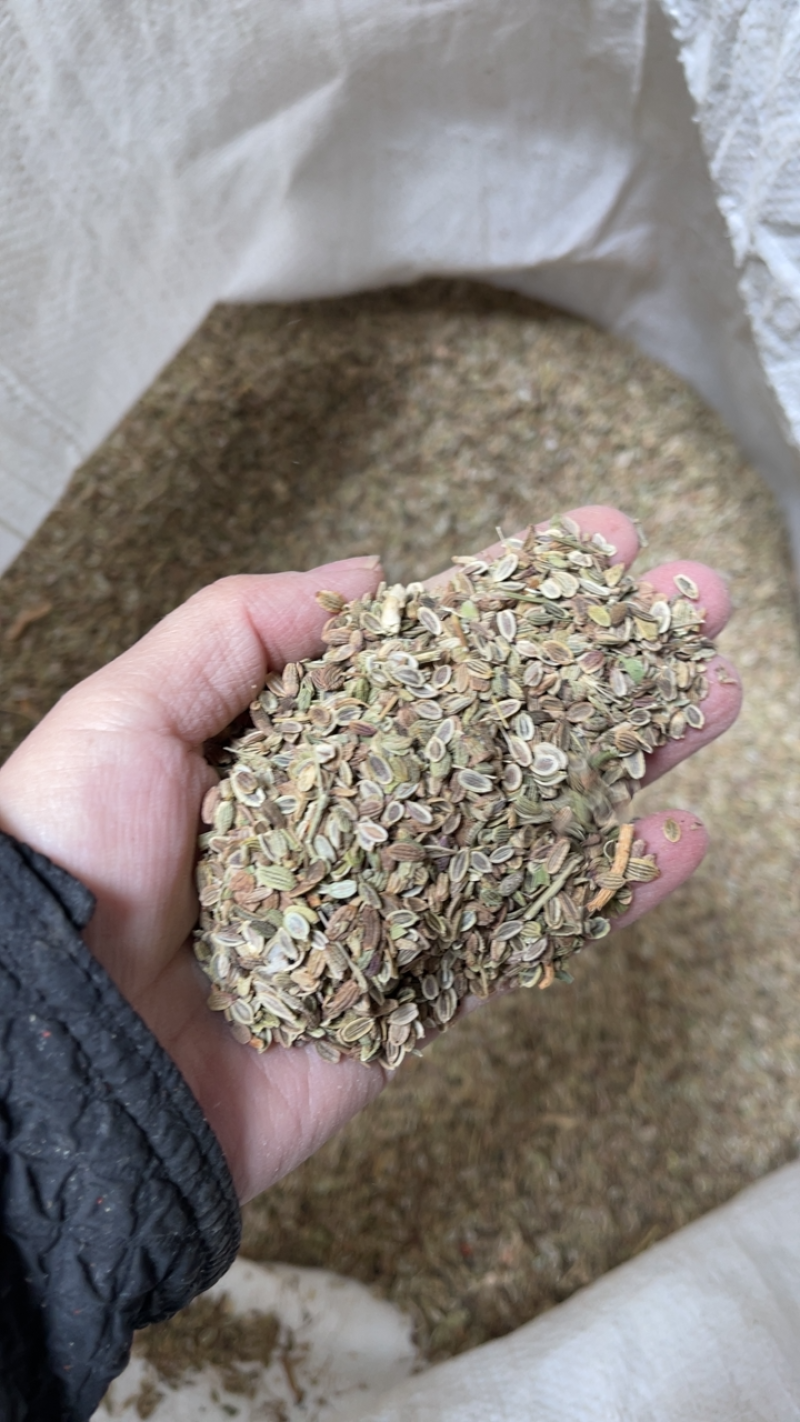 防风种子，大量供应，价格优惠，欢迎老板选购