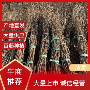 凌霄花苗爬墙喇叭花护坡固土矿山绿化长廊亭子花架可视频看货