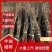 凌霄花苗爬墙喇叭花护坡固土矿山绿化长廊亭子花架可视频看货