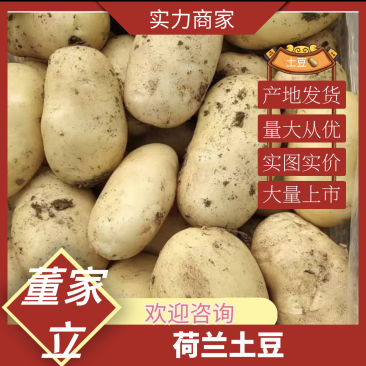 『实力』荷兰15号土豆,大量上市货源充足欢迎新老顾客下单