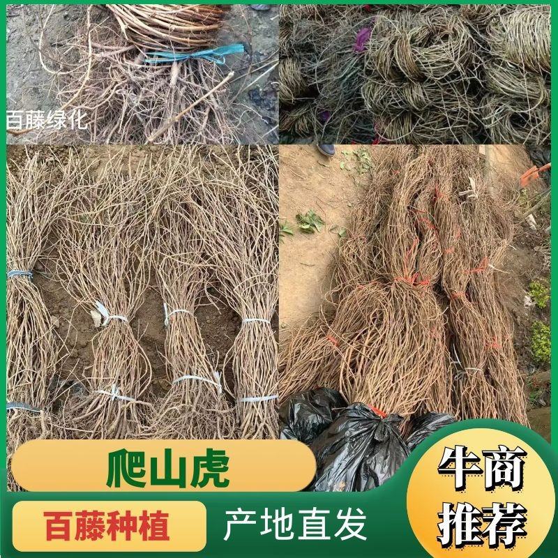 爬山虎苗五叶地锦自家苗百亩苗圃护坡固土山体绿化爬墙好成活