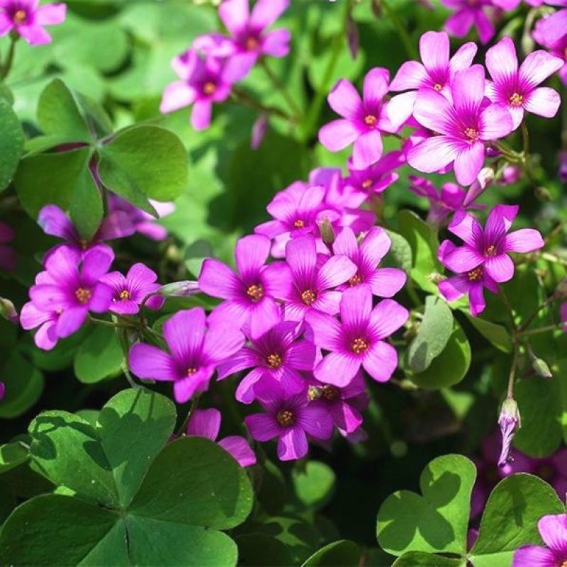 优质红花草红花酢浆草代开发票量大优惠视频看货等您来电