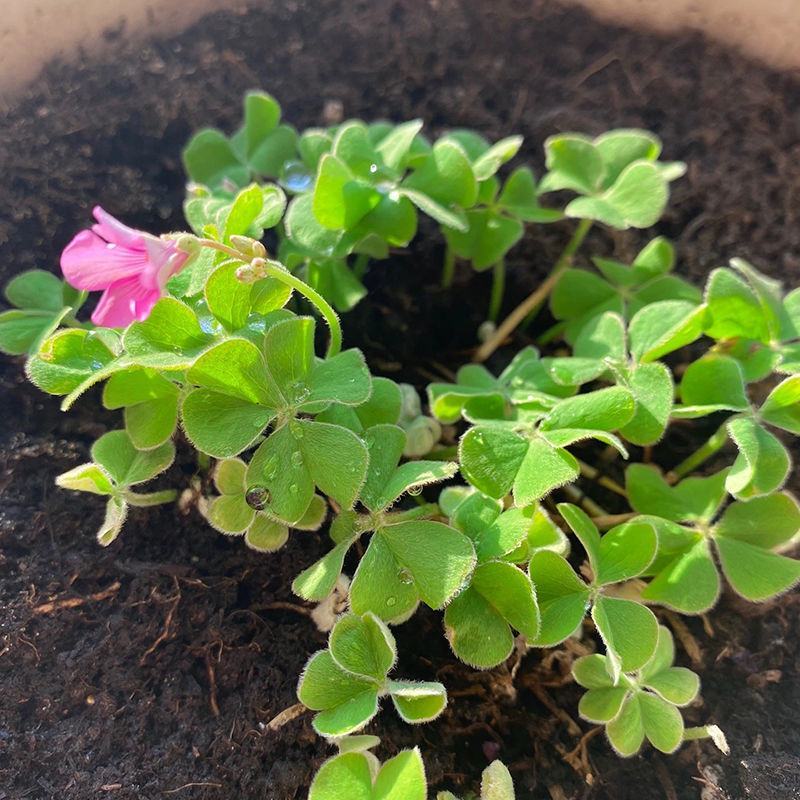 优质红花草红花酢浆草代开发票量大优惠视频看货等您来电