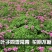 优质红花草红花酢浆草代开发票量大优惠视频看货等您来电