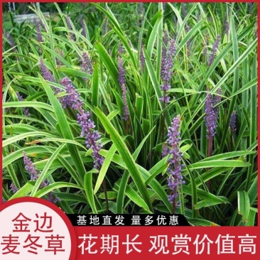 金边麦冬包成活代开发票视频看货诚信为本等您来电