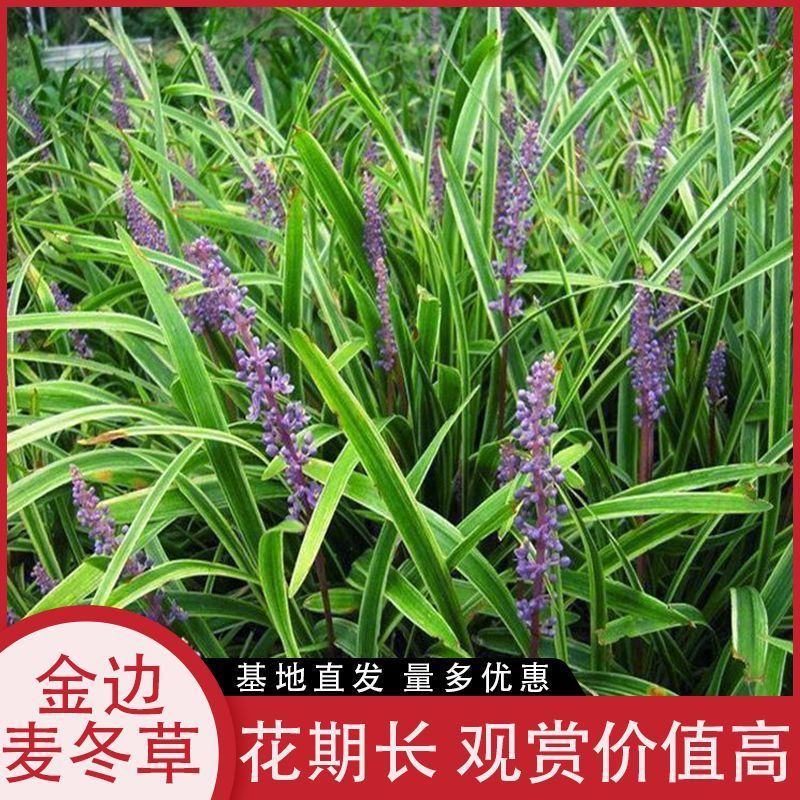 金边麦冬包成活代开发票视频看货诚信为本等您来电