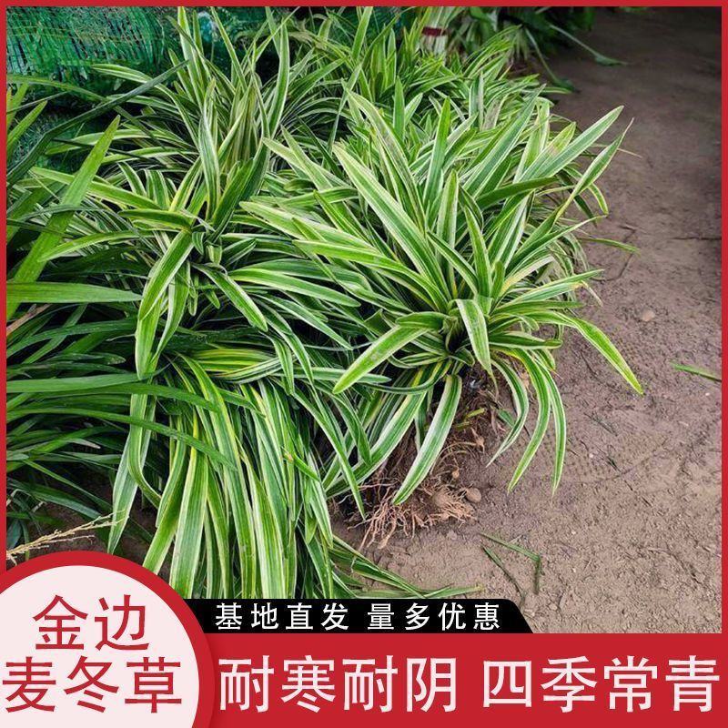 金边麦冬包成活代开发票视频看货诚信为本等您来电