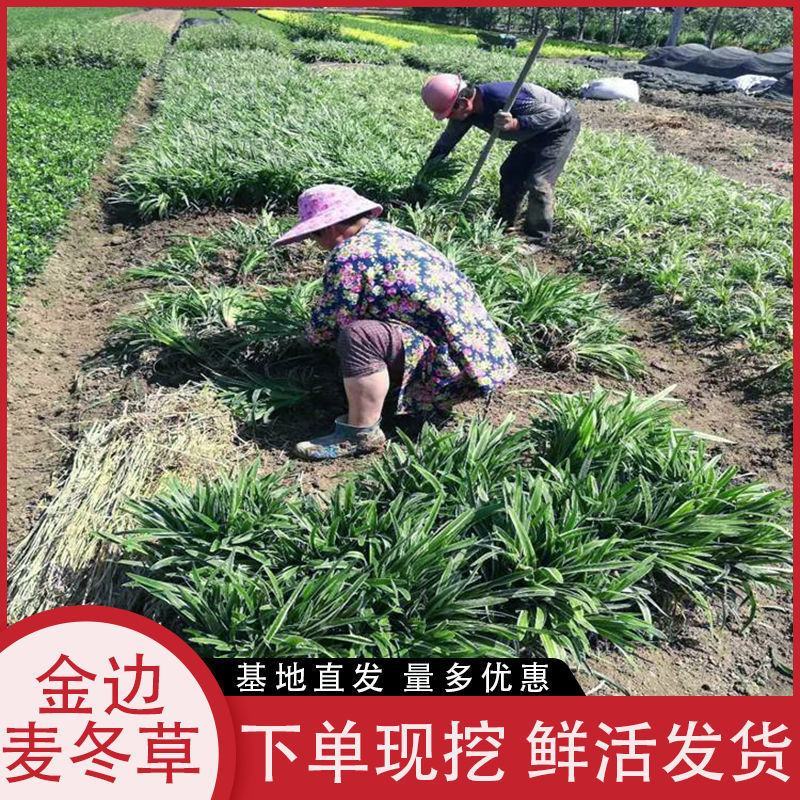 金边麦冬包成活代开发票视频看货诚信为本等您来电