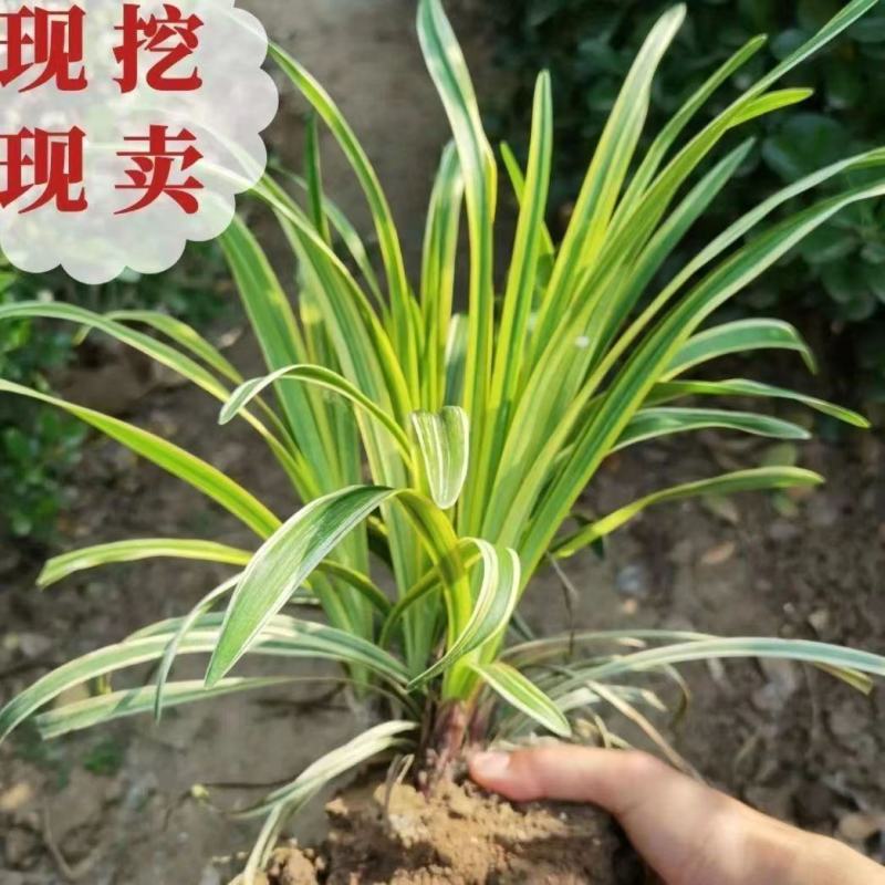金边麦冬包成活代开发票视频看货诚信为本等您来电