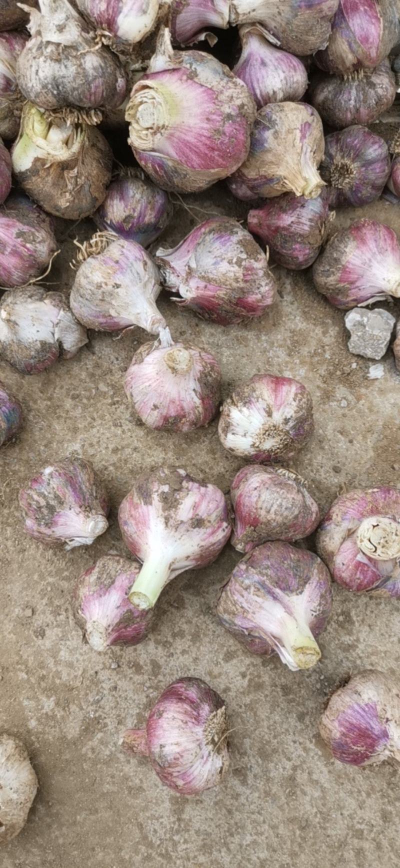 混级统货，大蒜，包口圆，量大从优，质量优良