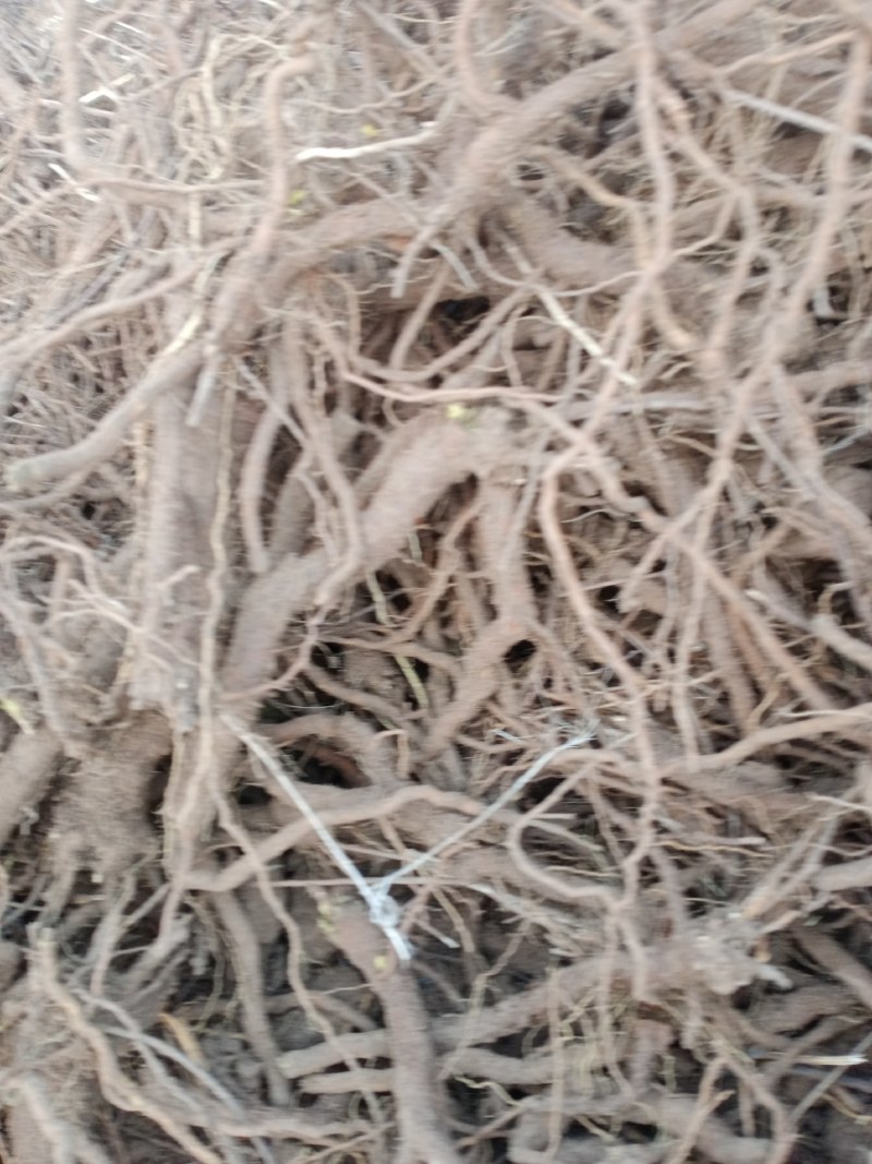 优质黄芩种植大户