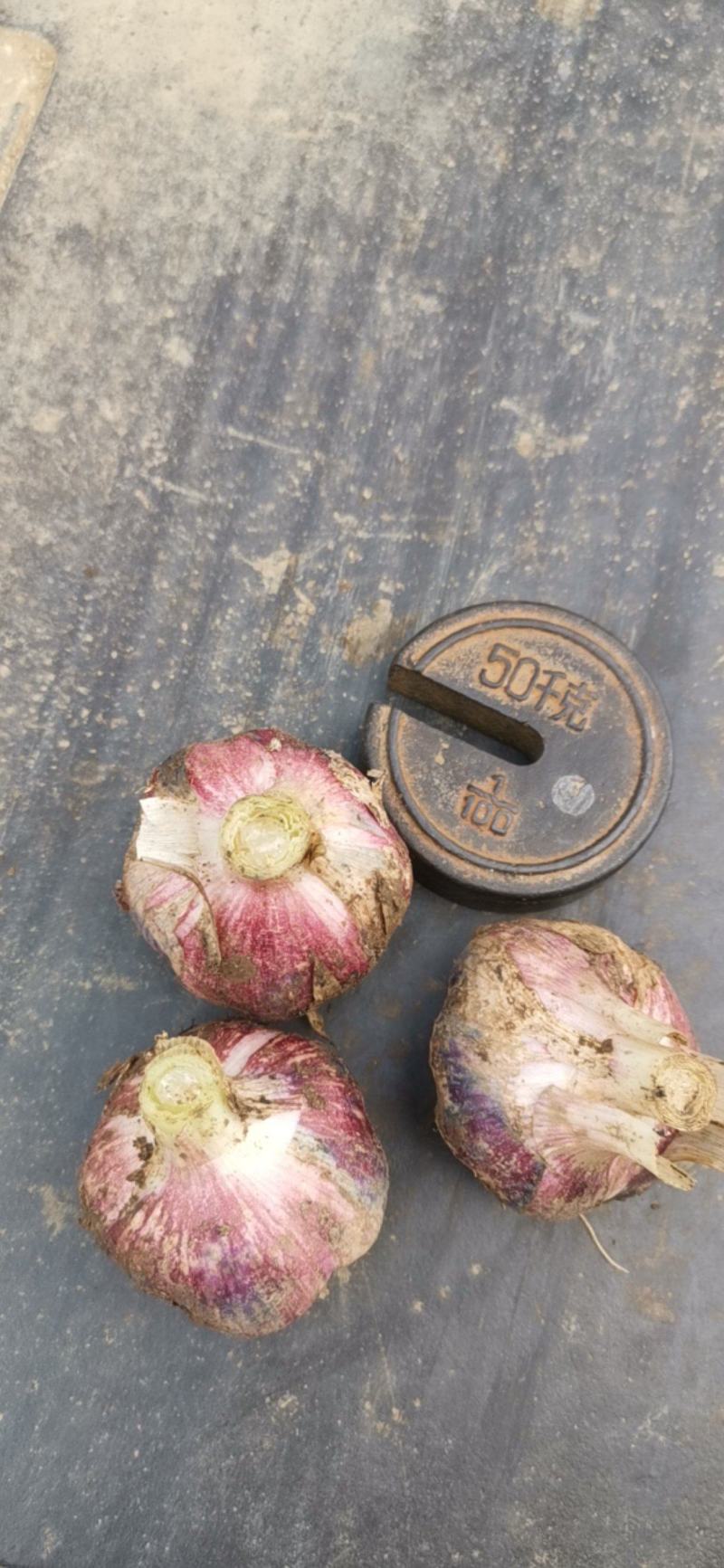 混级统货，大蒜，包口圆，量大从优，质量优良