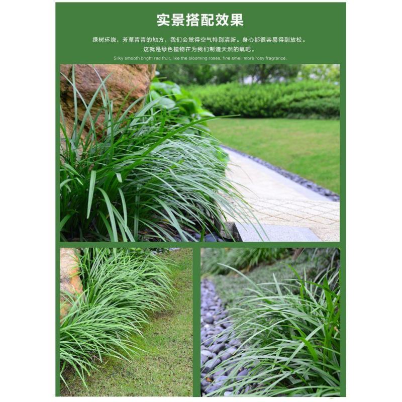 兰花三七苗质量保证视频看货诚信为本量大从优欢迎来电合作