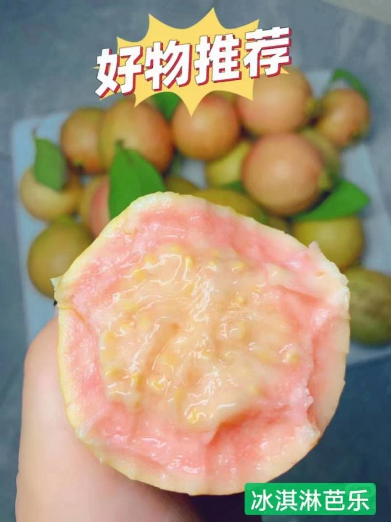 增城胭脂红番石榴大量上市产地直供电商社区团购可落地配