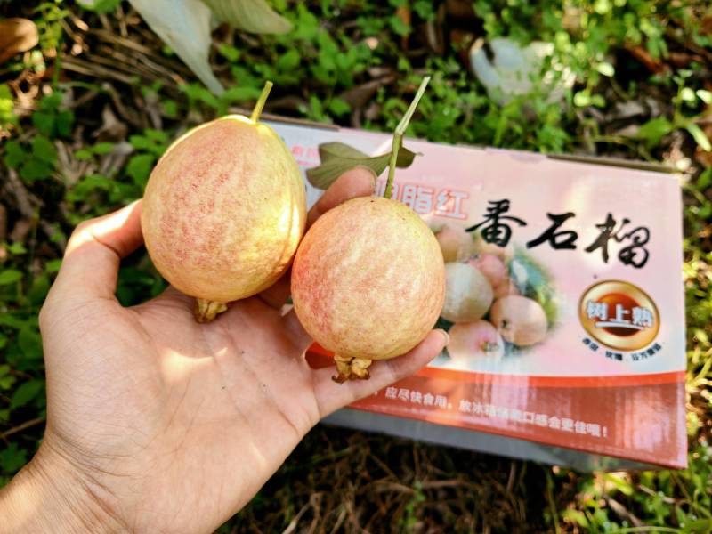 增城胭脂红番石榴大量上市产地直供电商社区团购可落地配