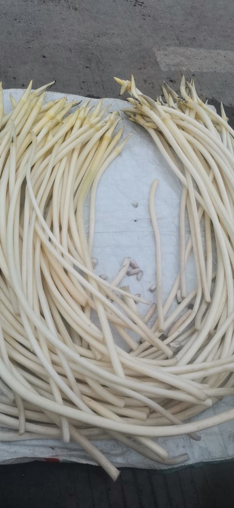 武植2号精品白玉粘藕种藕带种藕粘自产自销，货源充足