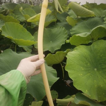 武植2号精品白玉粘藕种藕带种藕粘自产自销，货源充足