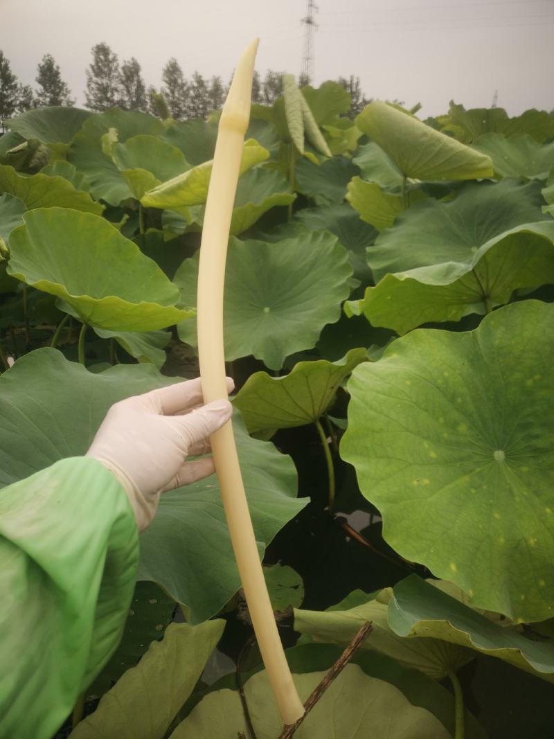 武植2号精品白玉粘藕种藕带种藕粘自产自销，货源充足