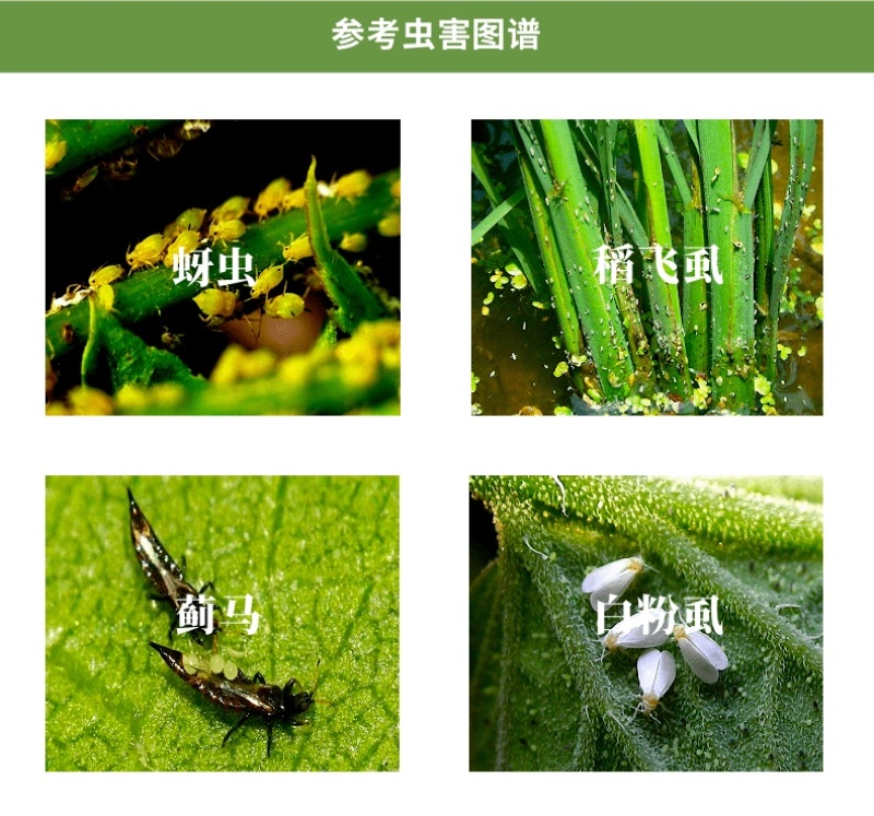 禾宜40%啶虫脒蚜虫白粉虱稻飞虱农药杀虫剂