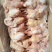 三黄鸡