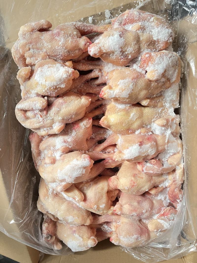 三黄鸡