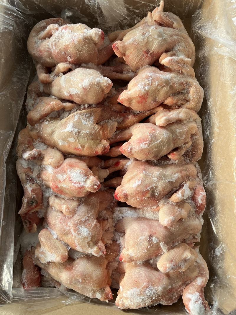 三黄鸡