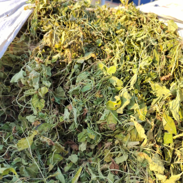 紫花地丁产地直发可视频看货长期供应欢迎来电咨询