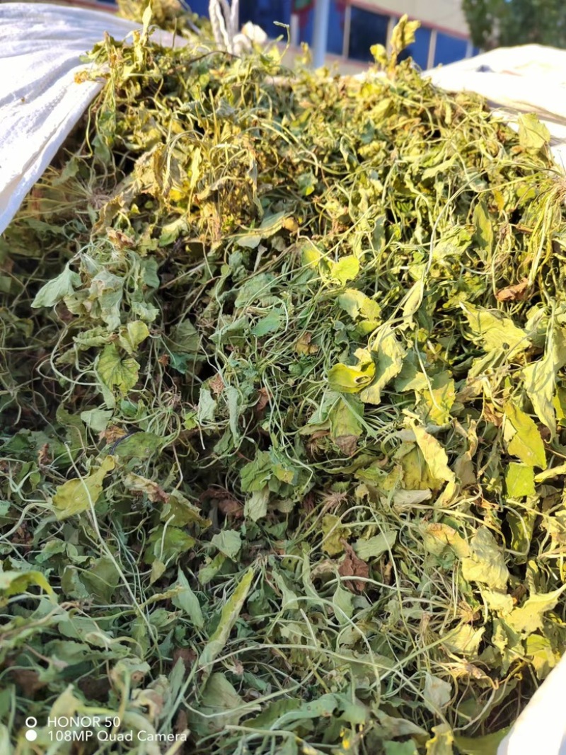 紫花地丁产地直发可视频看货长期供应欢迎来电咨询