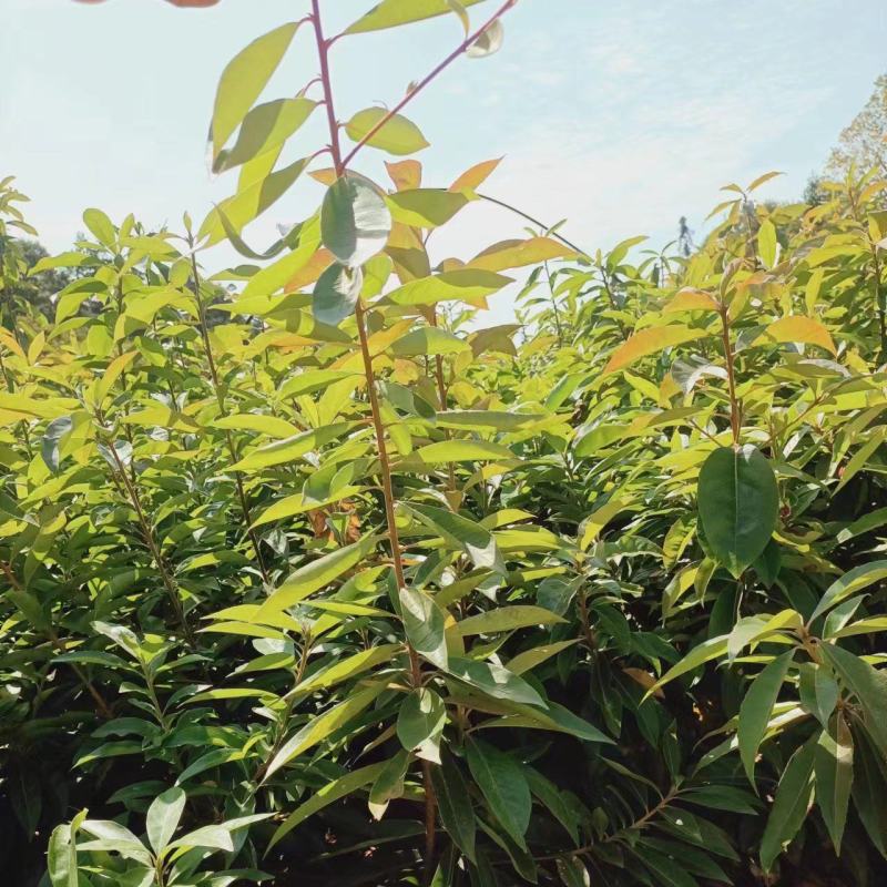 江西宜春奉新县2年生木荷杯苗，产地直供，规格齐全