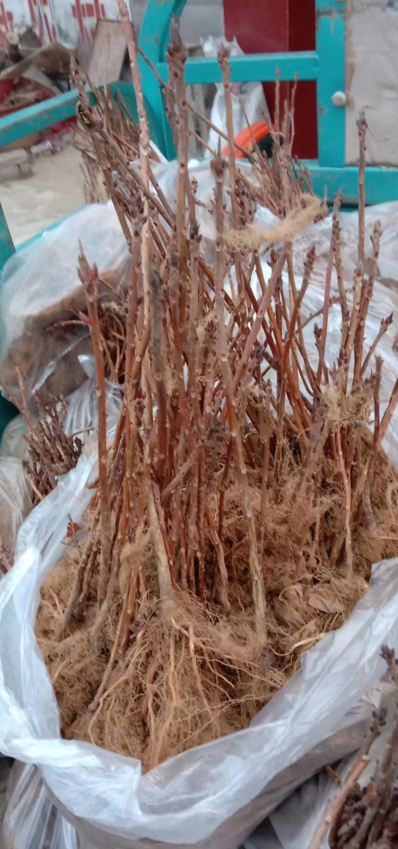 杜鹃映山黄黄杜鹃床苗质量保证，成活率高，物流快递均可发货