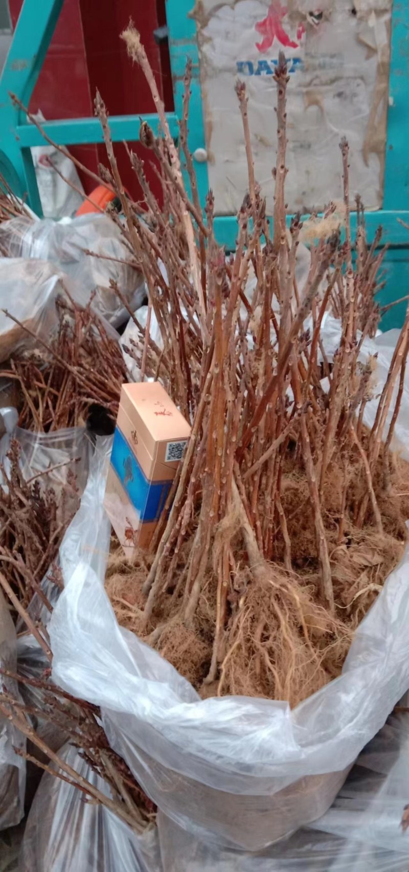 杜鹃映山黄黄杜鹃床苗质量保证，成活率高，物流快递均可发货