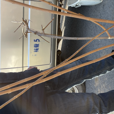 大量出售连翘苗，规格齐全，量大从优，欢迎选购