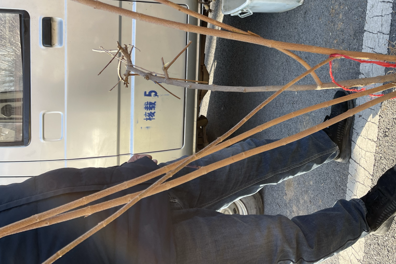 大量出售连翘苗，规格齐全，量大从优，欢迎选购