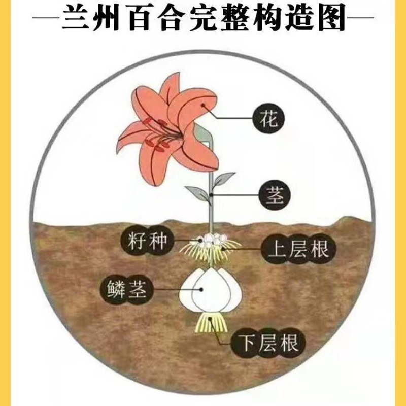 甜百合种子甘肃兰州百合种球花带根种苗农家百合球种籽