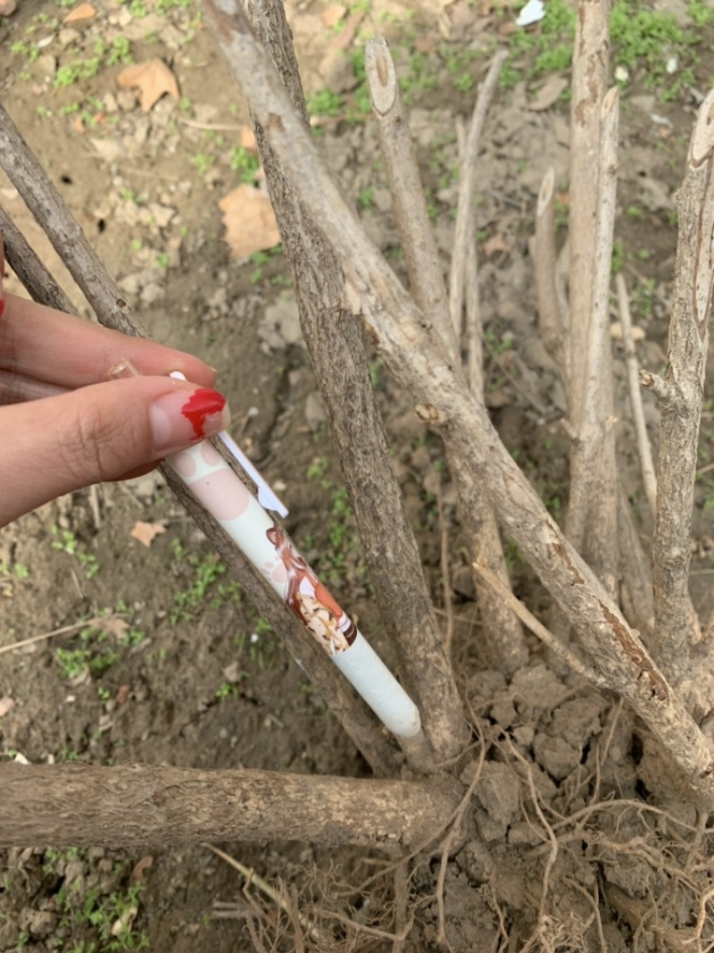 大量出售连翘苗，规格齐全，量大从优，欢迎选购