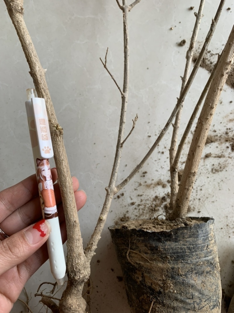 大量出售连翘苗，规格齐全，量大从优，欢迎选购