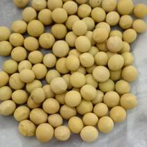 海华农产品大颗粒黄豆